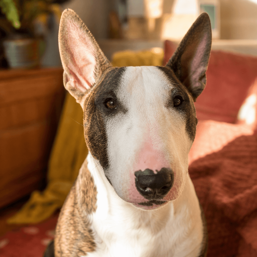 Is a Bull Terrier right for you?