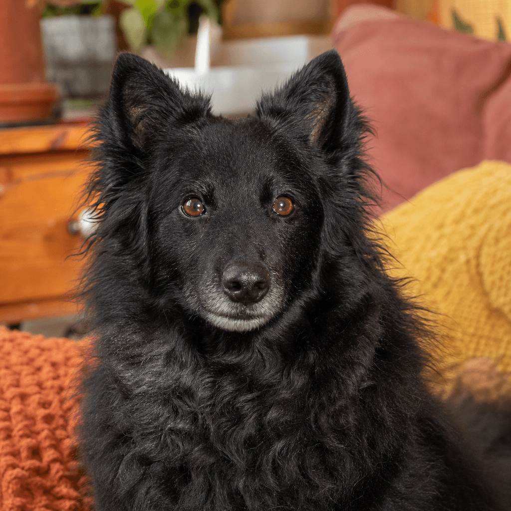 Is a Croatian Sheepdog right for you?