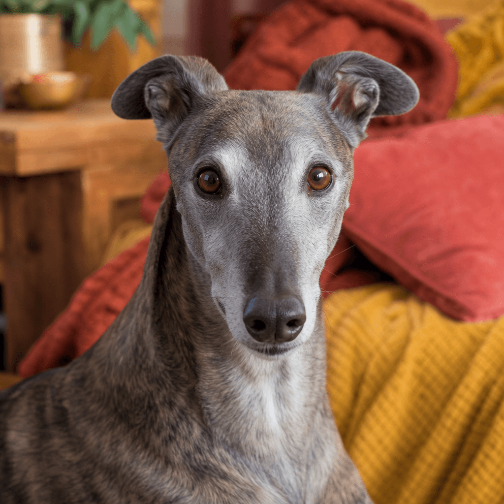 Is a Retired Greyhound right for you?