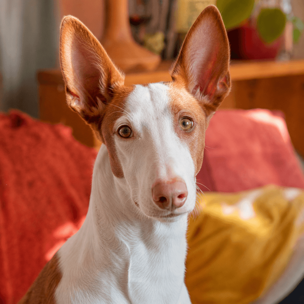 Is an Ibizan Hound right for you?
