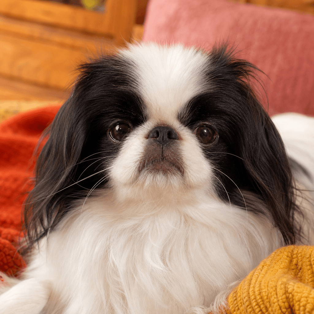 Is a Japanese Chin right for you?