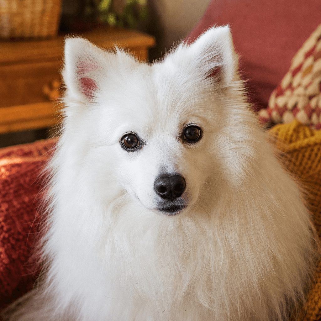 Is a Japanese Spitz right for you?