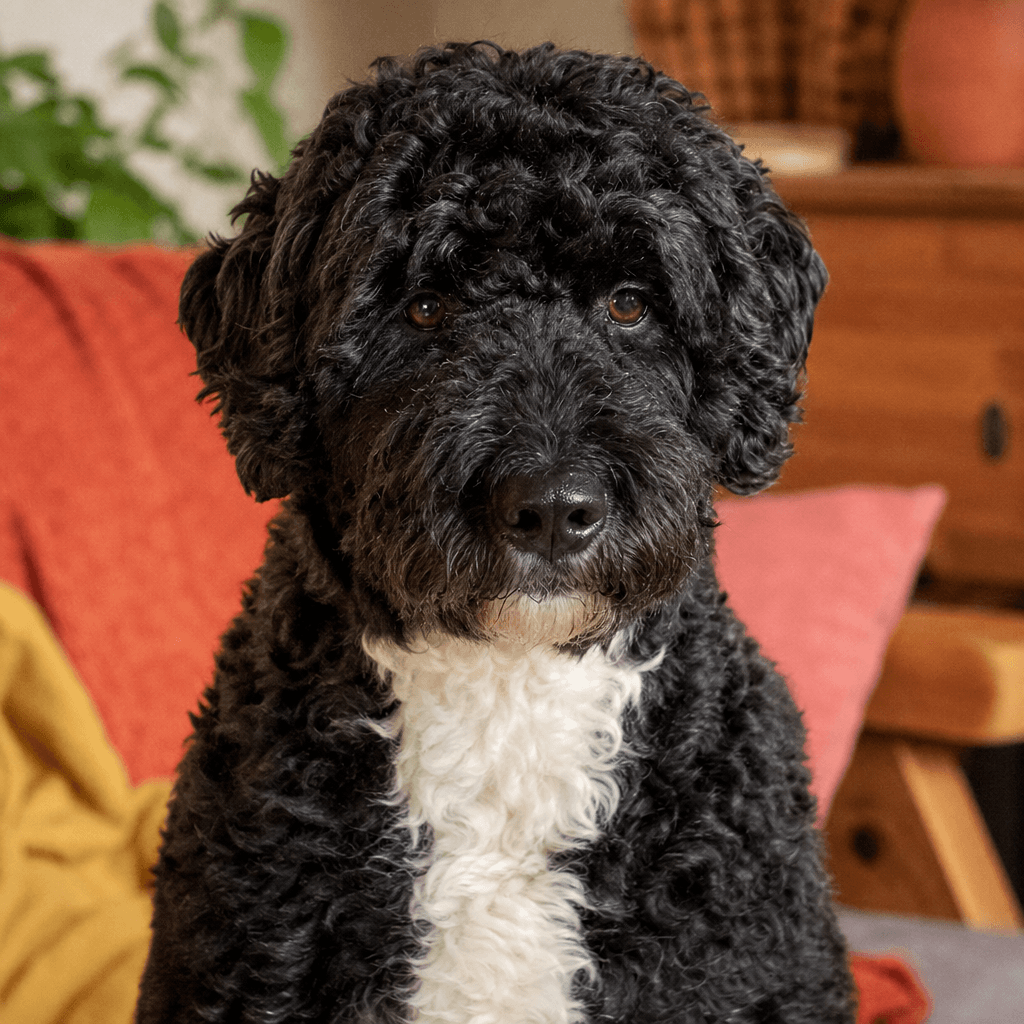 Is a Portuguese Water Dog right for you?