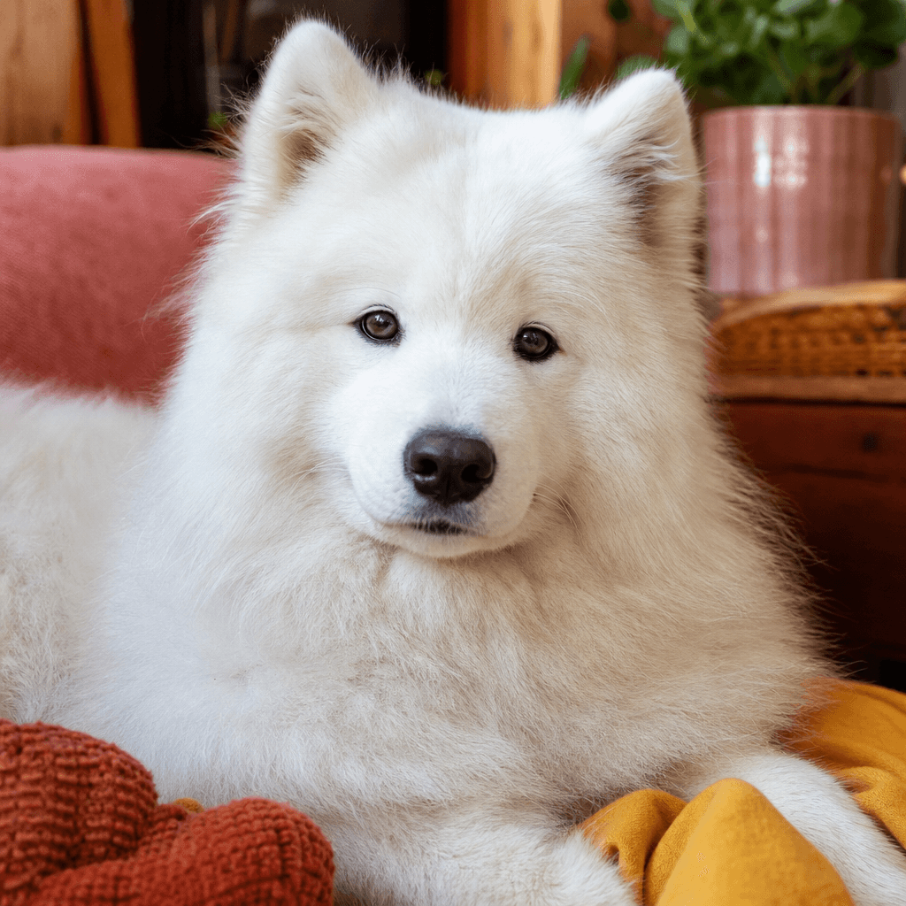 Is a Samoyed right for you?
