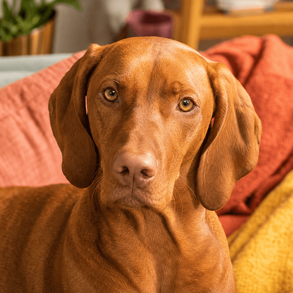 Is a Vizsla right for you?