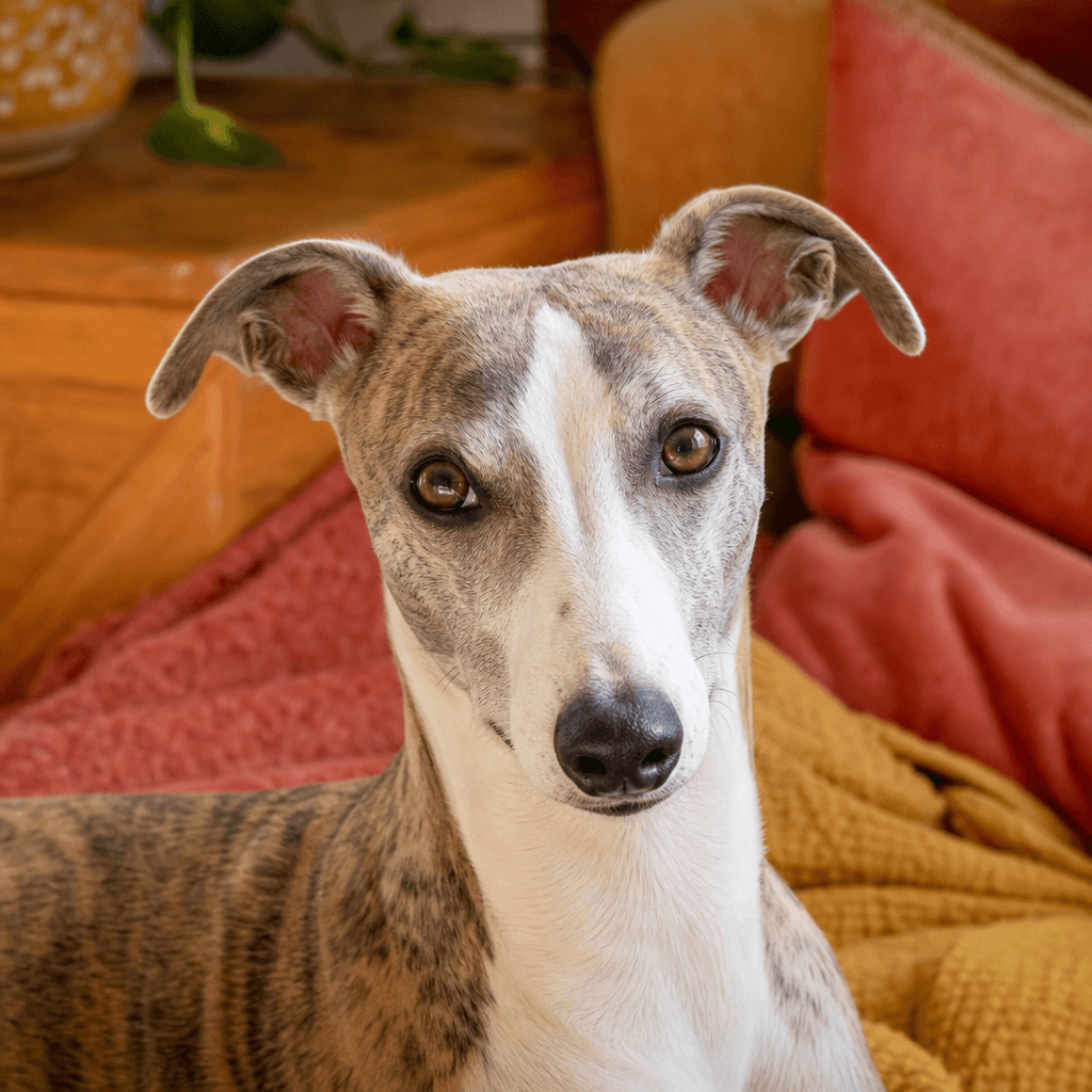 Is a Whippet right for you?