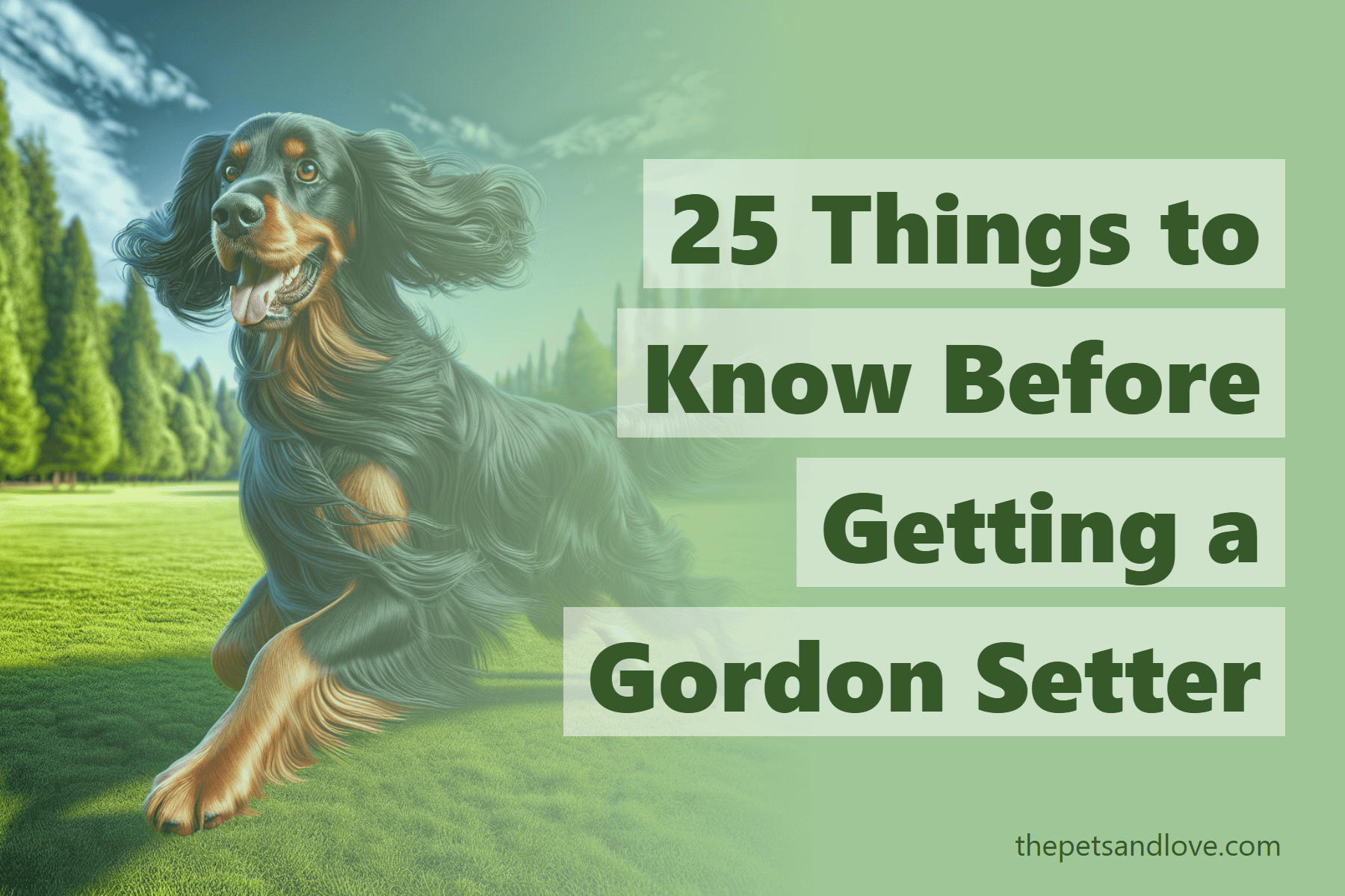 25 Things to Know Before Getting a Gordon Setter