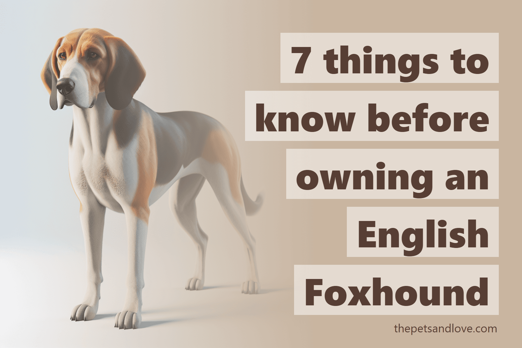 7 things to know before owning an English Foxhound