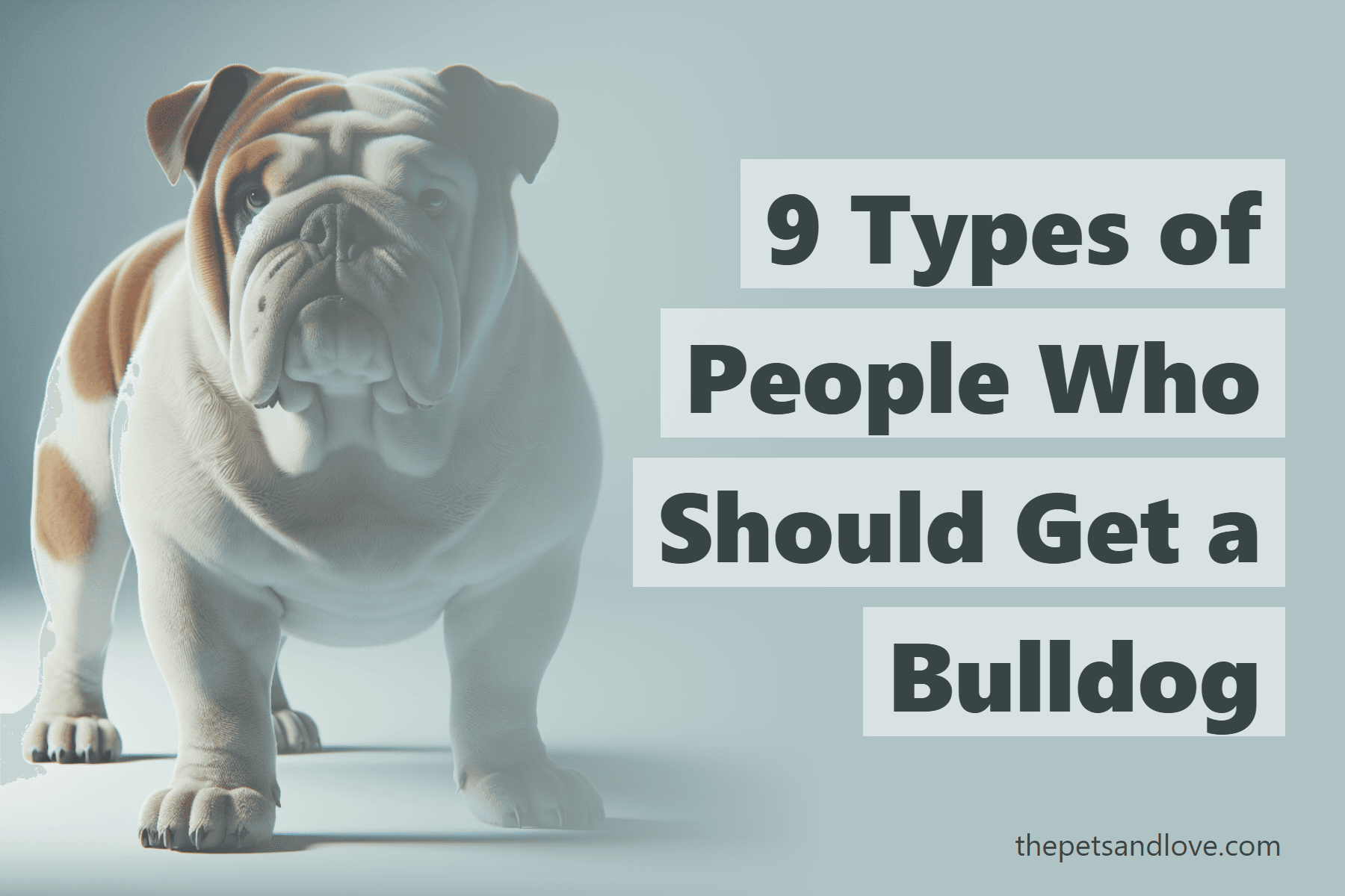 9 Types of People Who Should Get a Bulldog