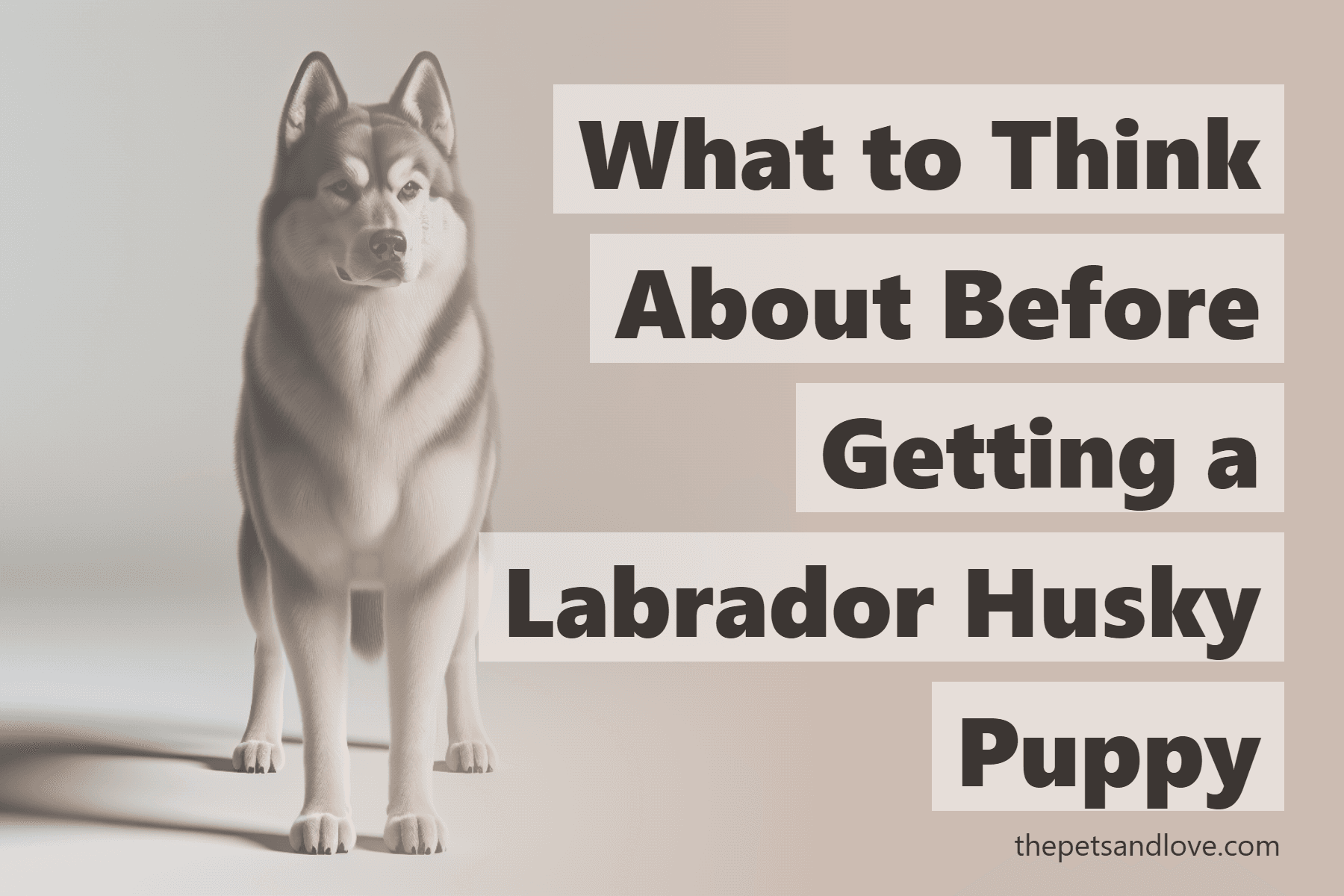 What to Think About Before Getting a Labrador Husky Puppy