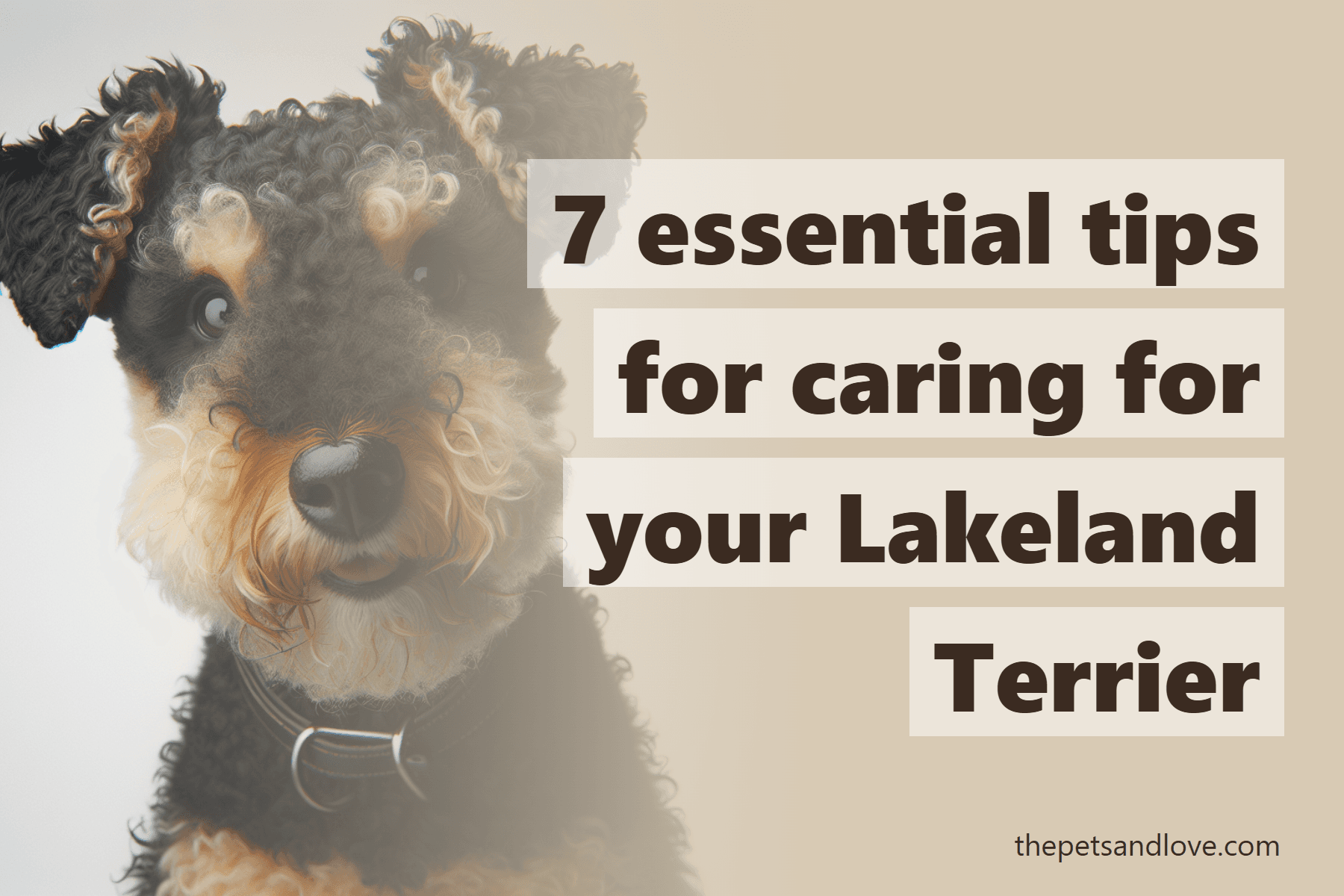 7 essential tips for caring for your Lakeland Terrier