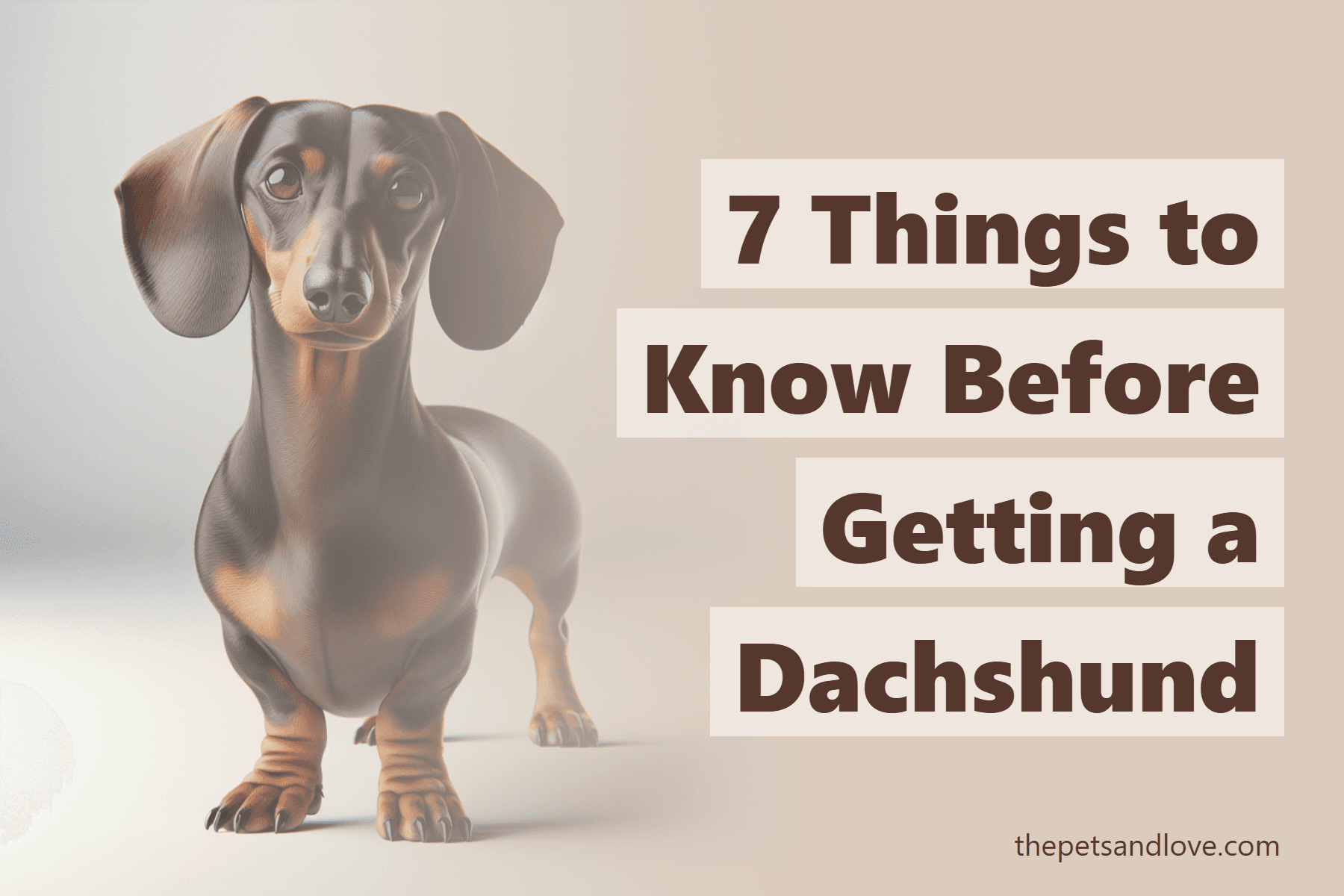 7 Things to Know Before Getting a Dachshund