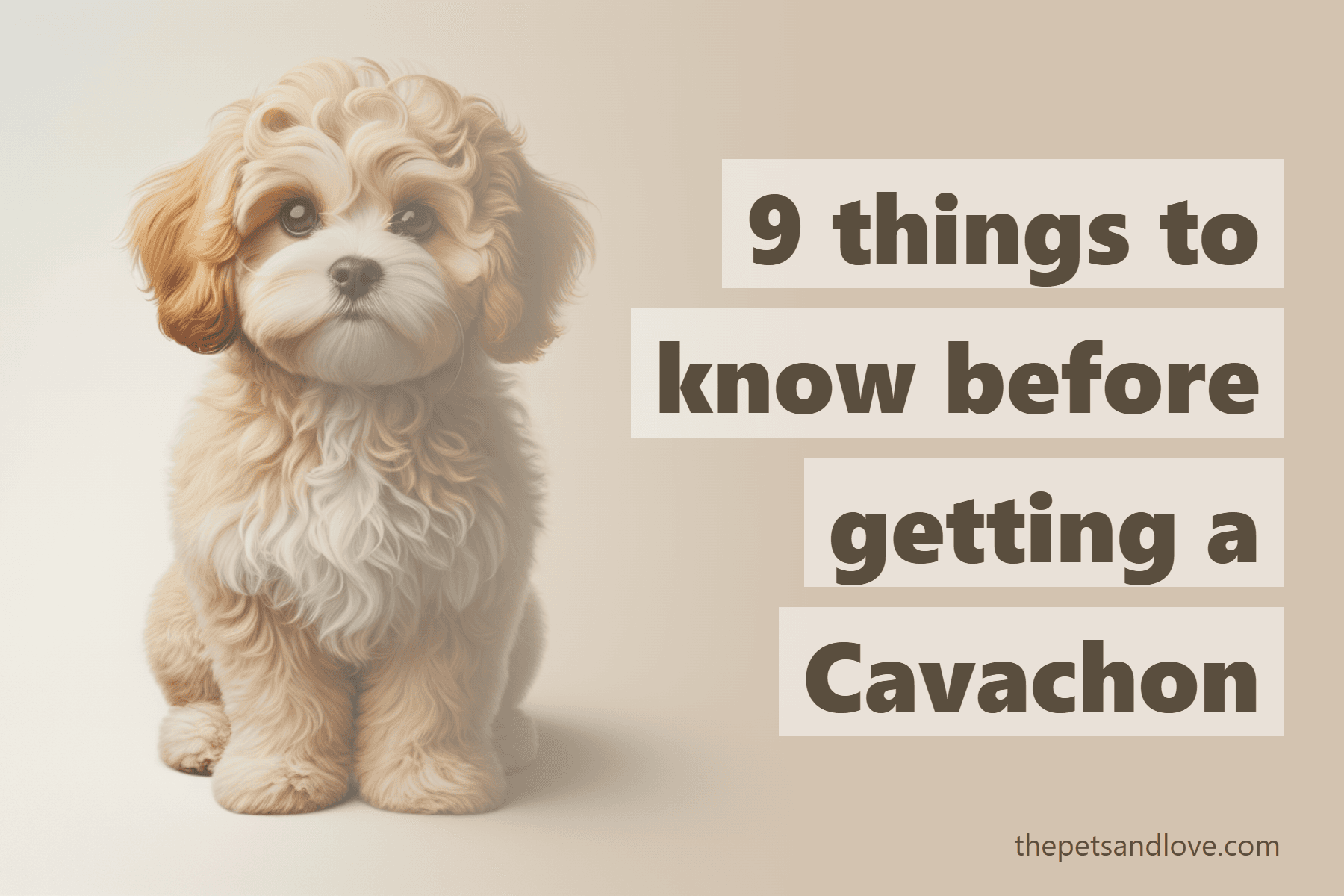 9 things to know before getting a Cavachon