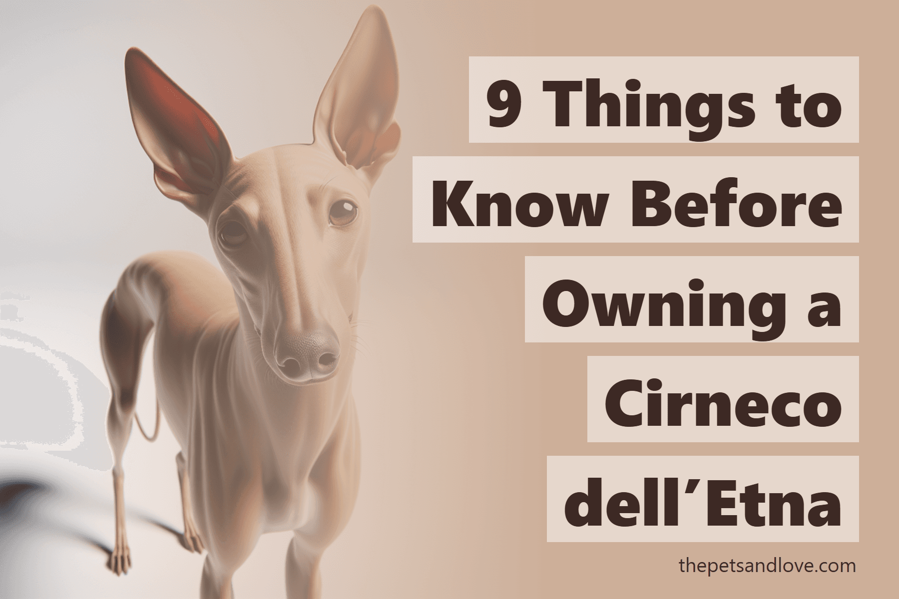 9 Things to Know Before Owning a Cirneco dell’Etna