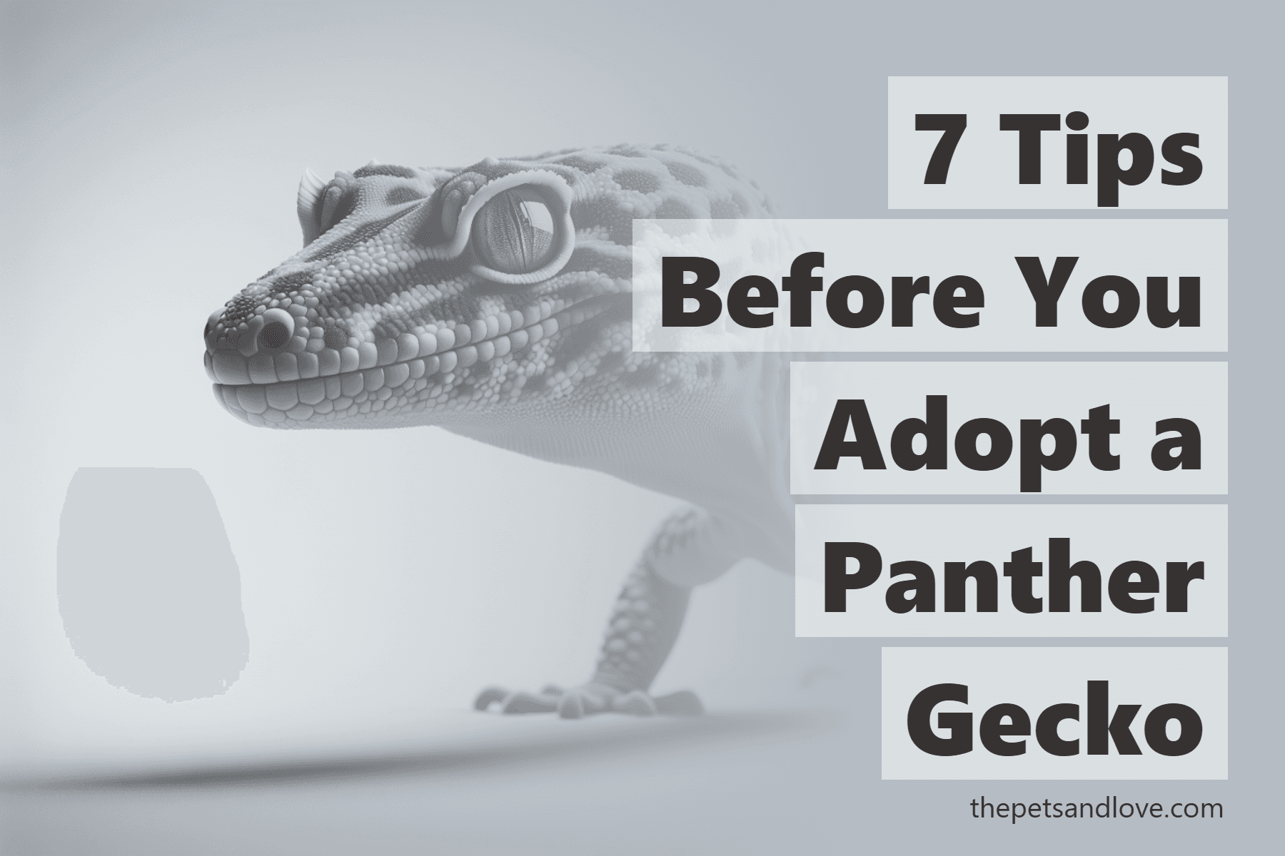 7 Tips Before You Adopt a Panther Gecko