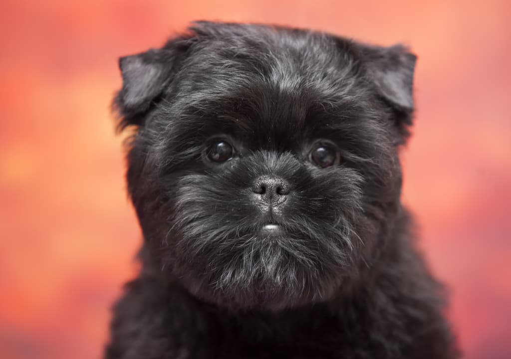 affenpinscher