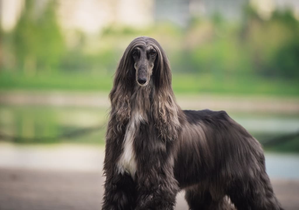 afghan-hound