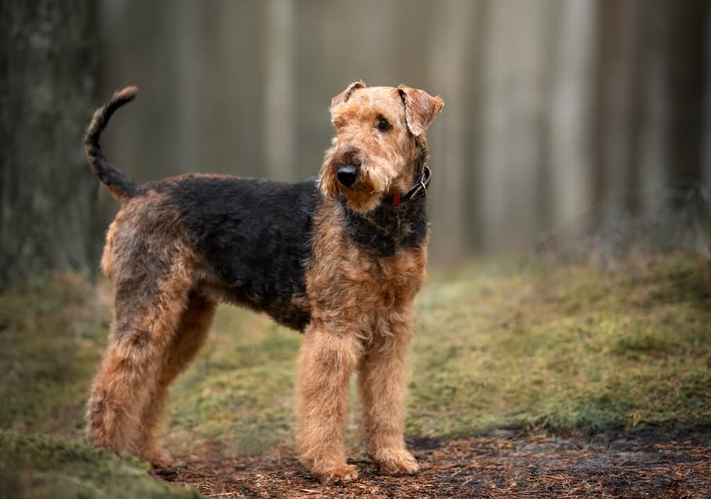 airedale-terrier