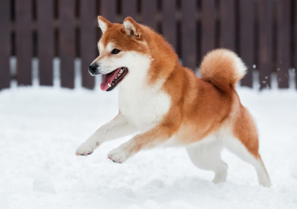 akita