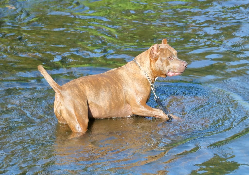alapaha-blue-blood-bulldog