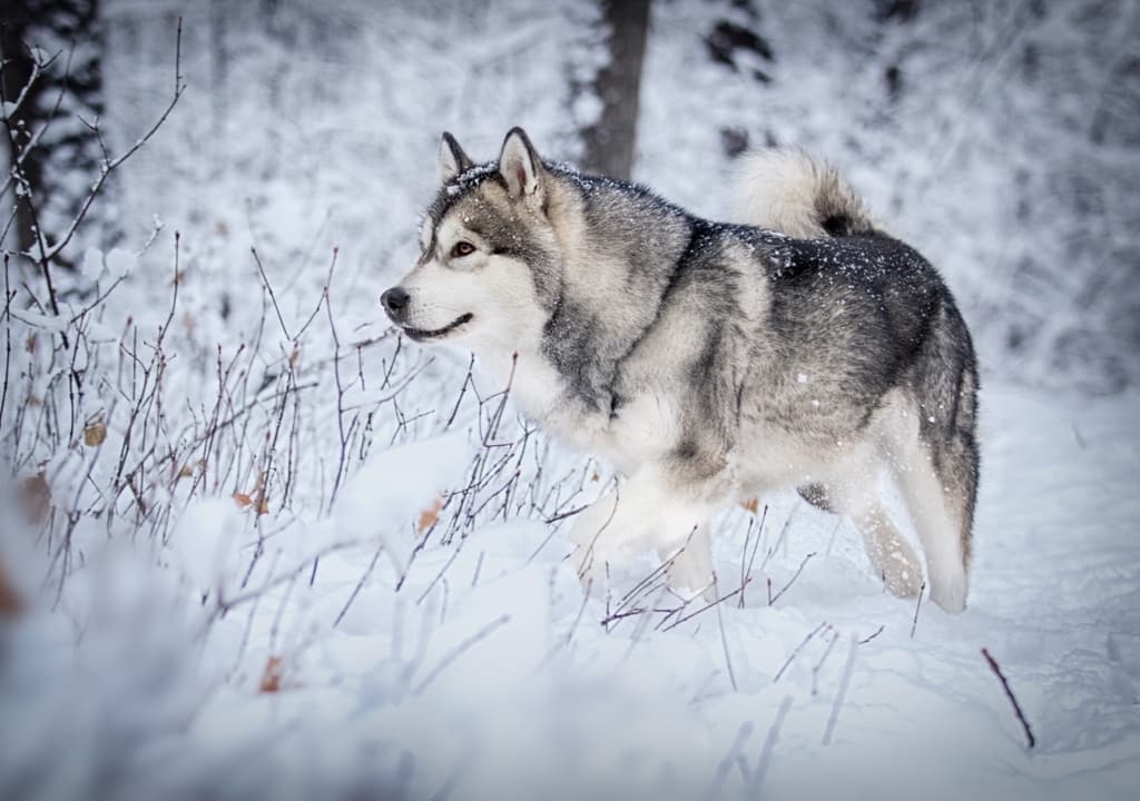 alaskan-malamute