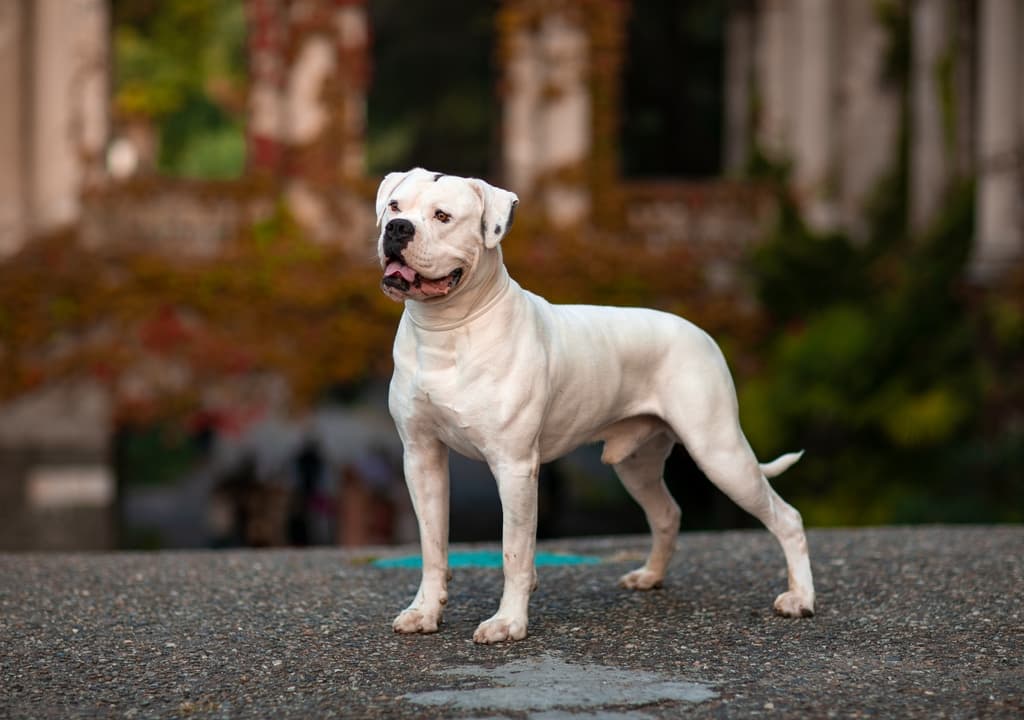 american-bulldog