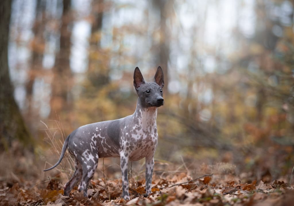 american-hairless-terrier