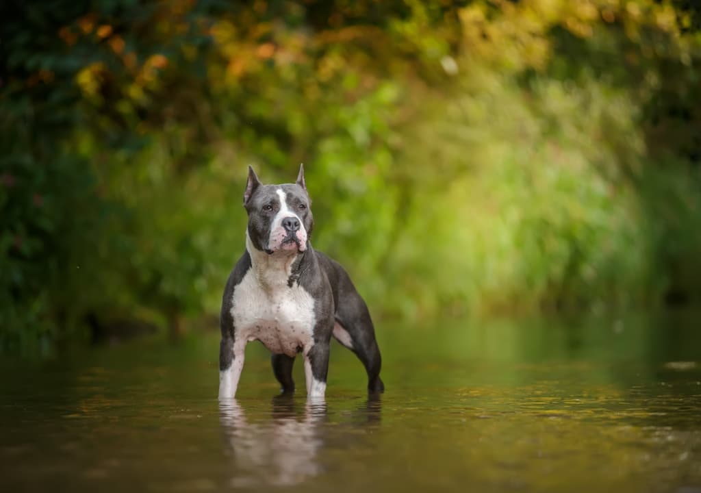 american-staffordshire-terrier