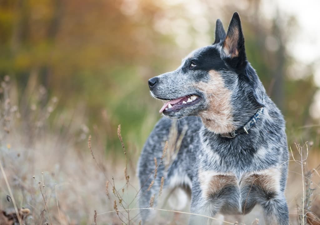 australian-cattle-dog