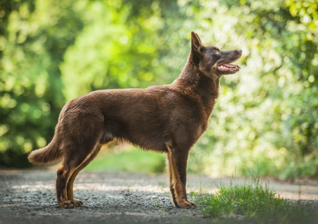 australian-kelpie