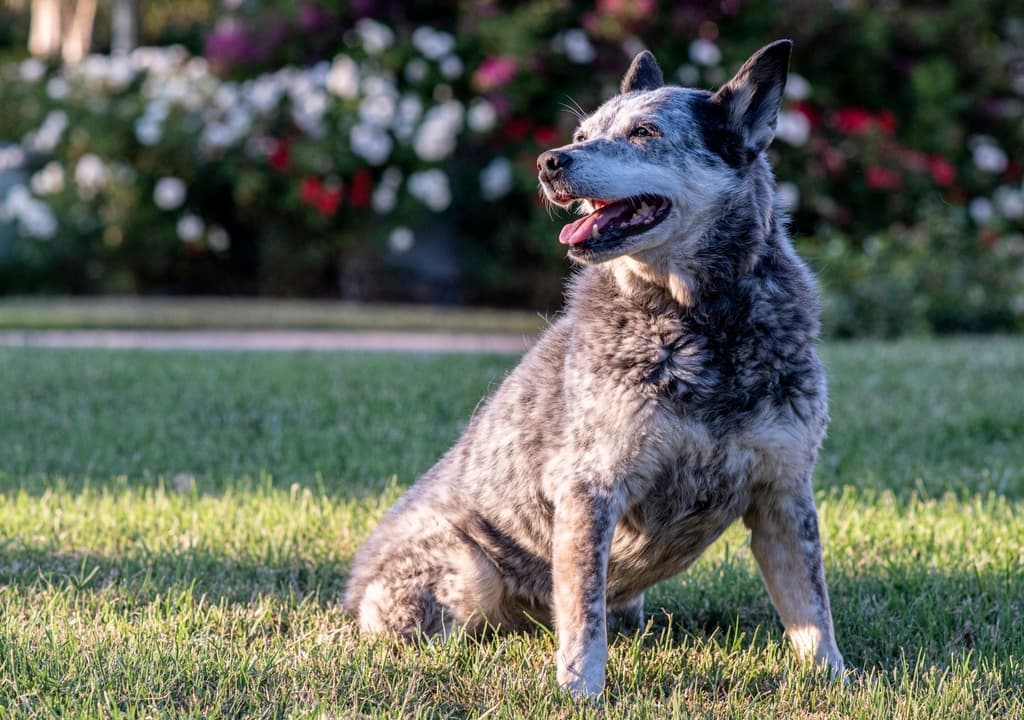 australian-stumpy-tail-cattle-dog