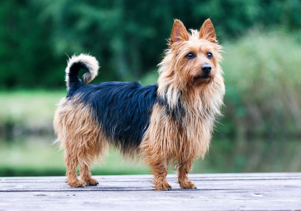 australian-terrier