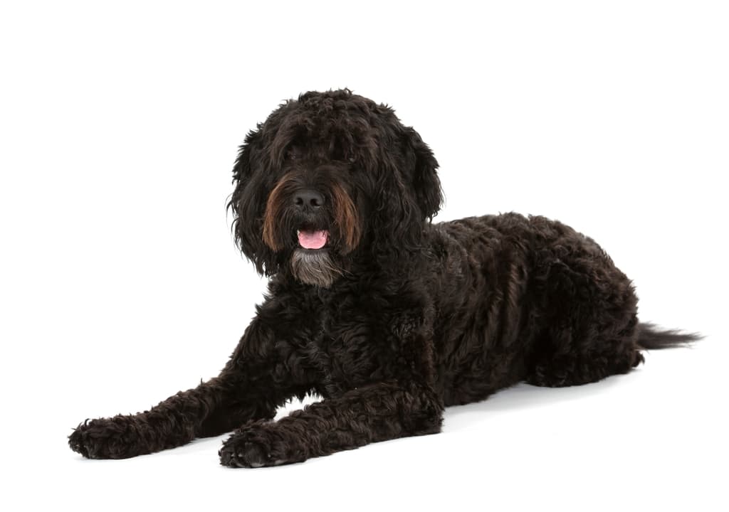 barbet