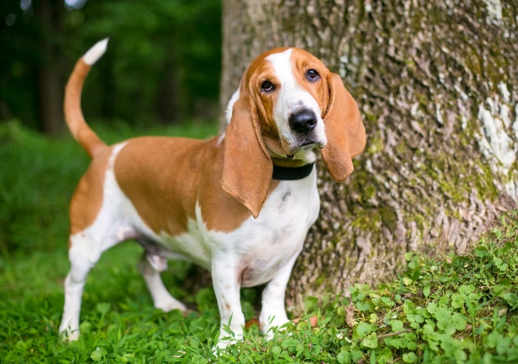 basset-hound