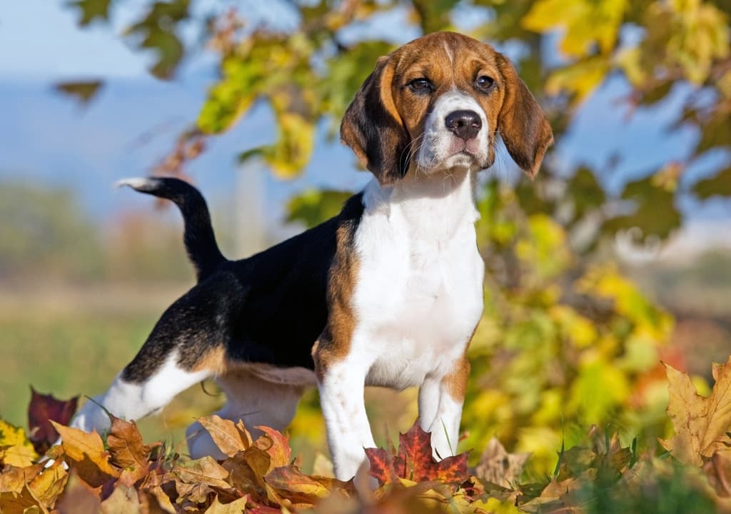 beagle