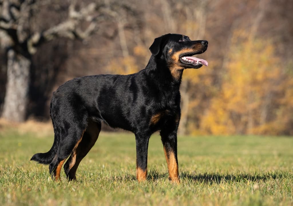 beauceron