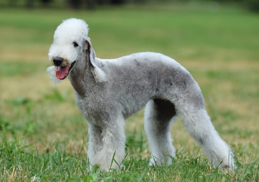 bedlington-terrier