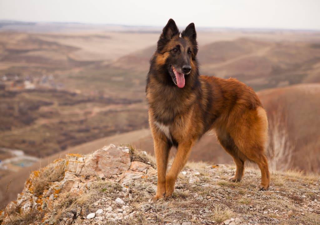 belgian-tervuren