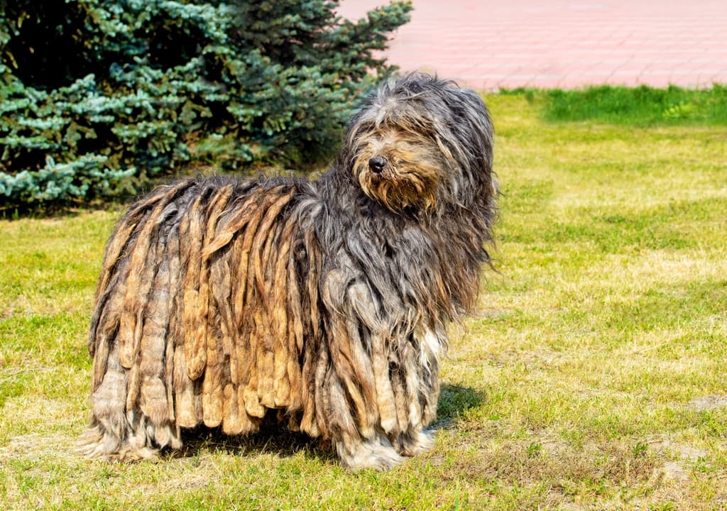 bergamasco-sheepdog