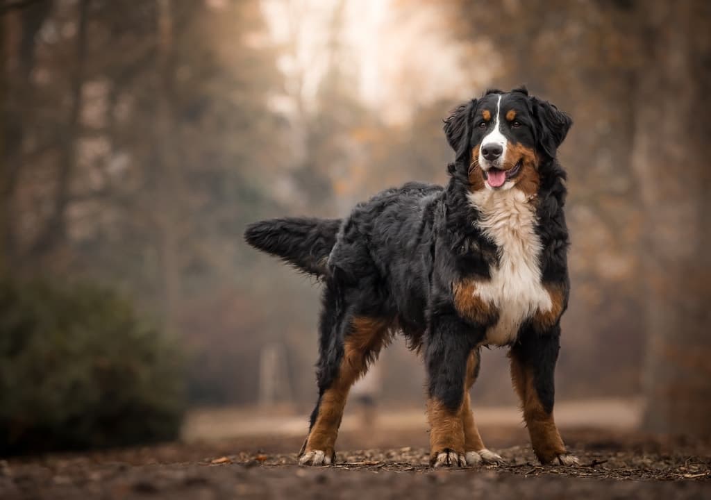 bernese-mountain-dog