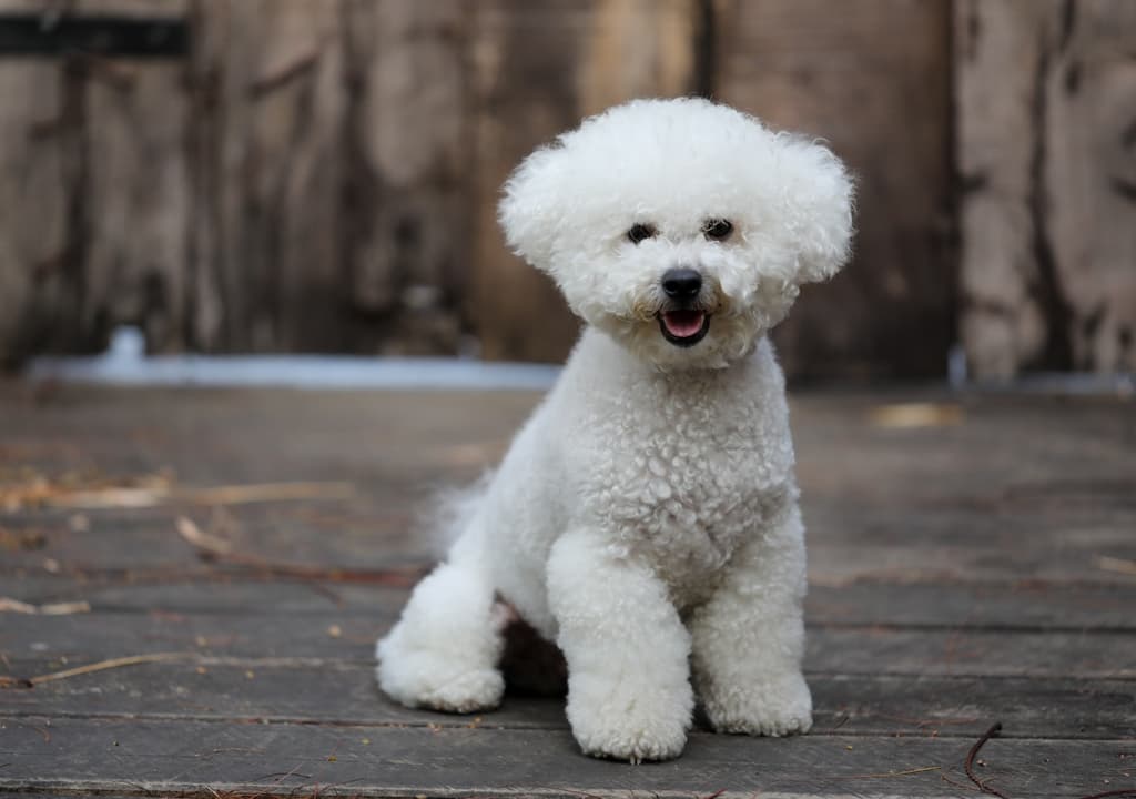 bichon-frise