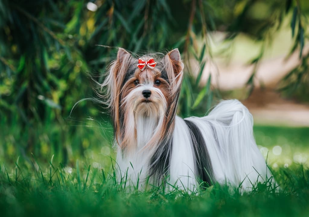 biewer-terrier