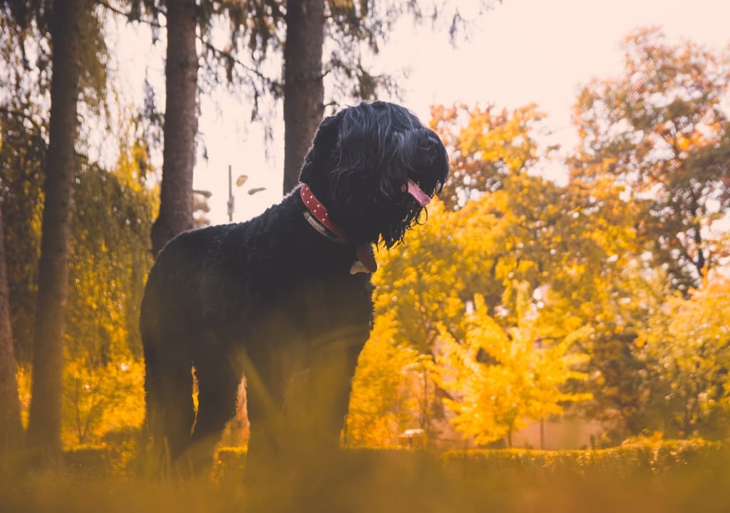 black-russian-terrier
