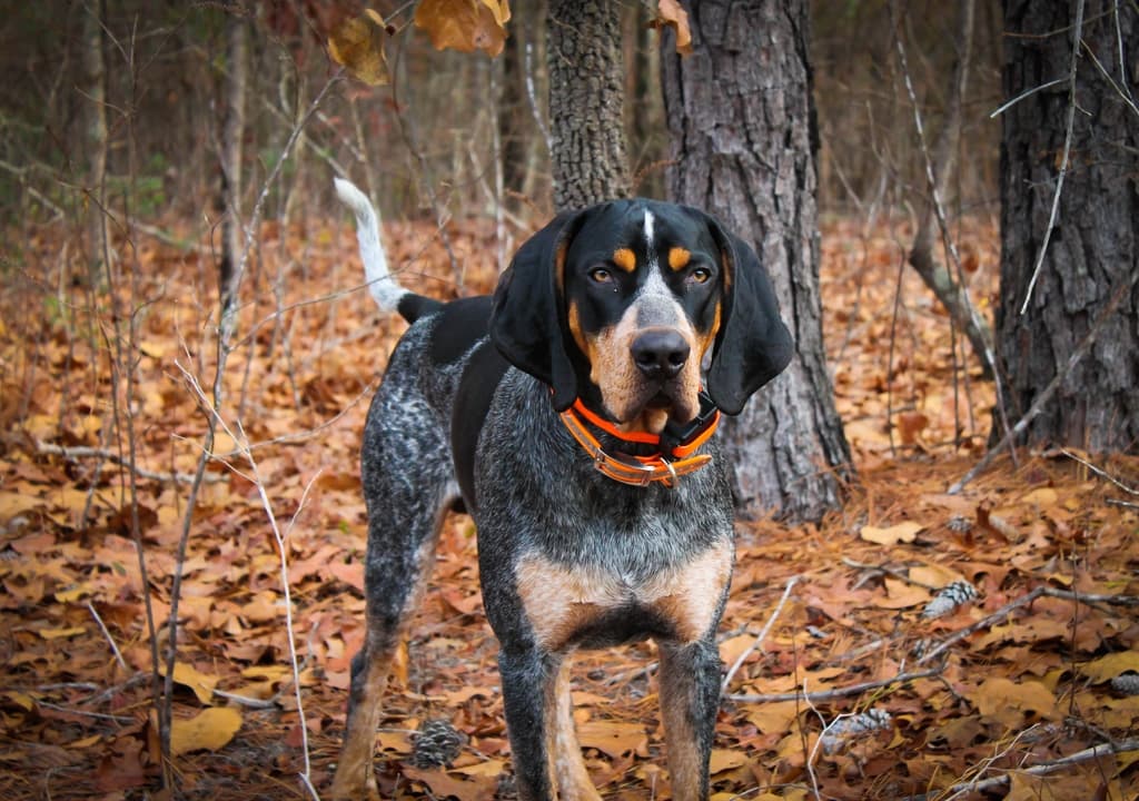 bluetick-coonhound