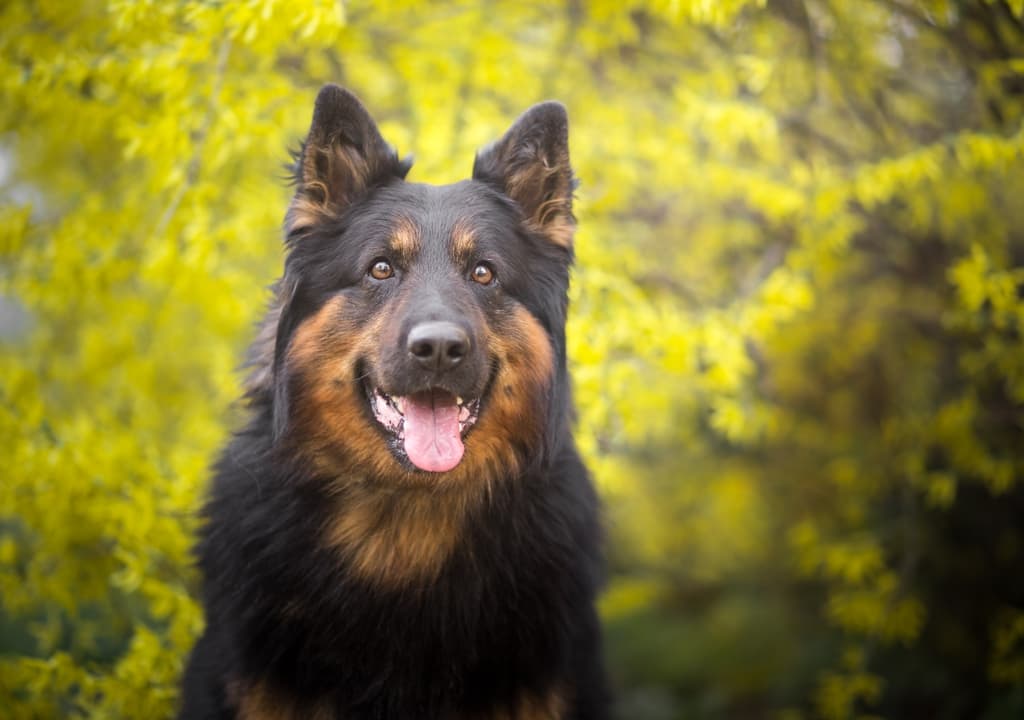 bohemian-shepherd