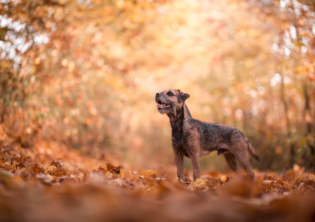 border-terrier