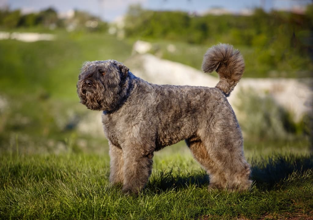 bouvier-des-flandres