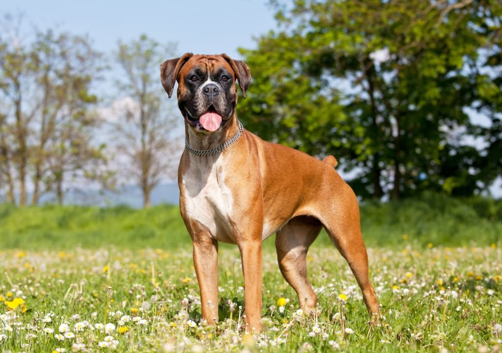 boxer