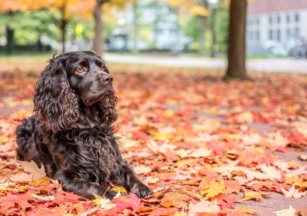boykin-spaniel