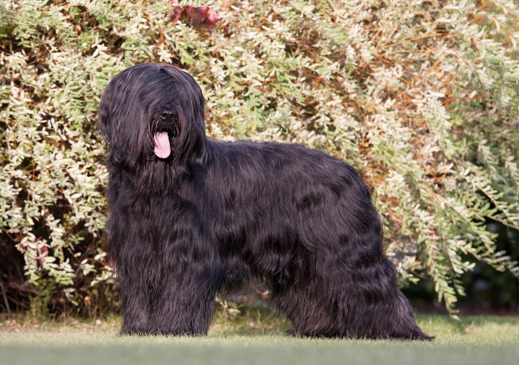 briard